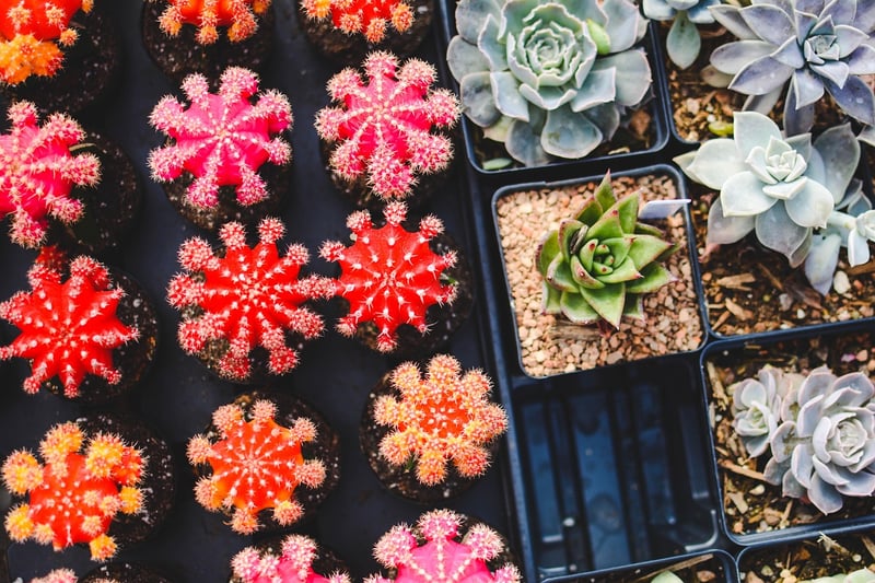 Outdoor Varieties