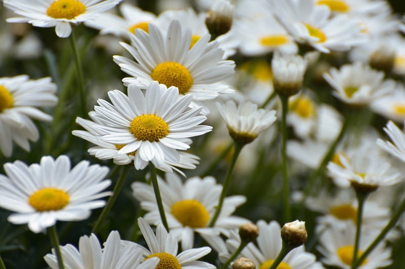 Seasonal Flower Display