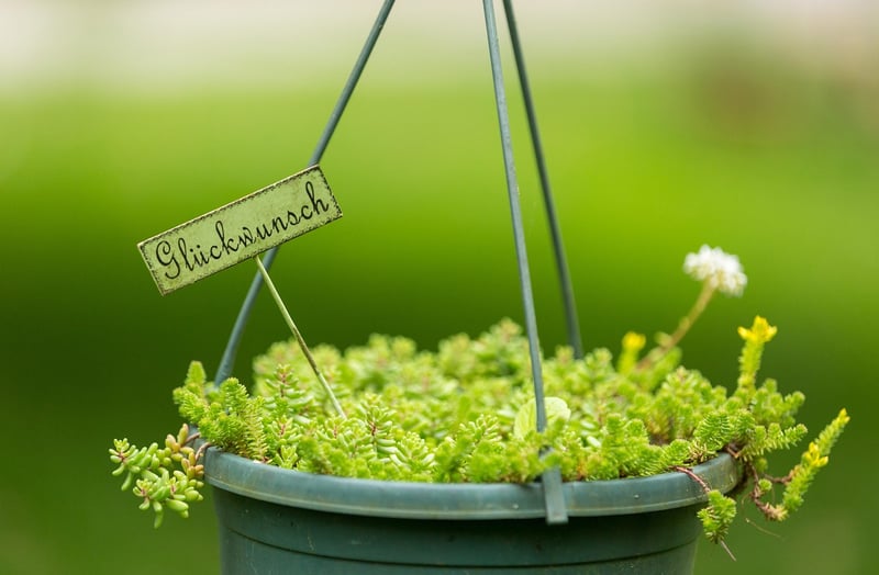 Hanging Planters