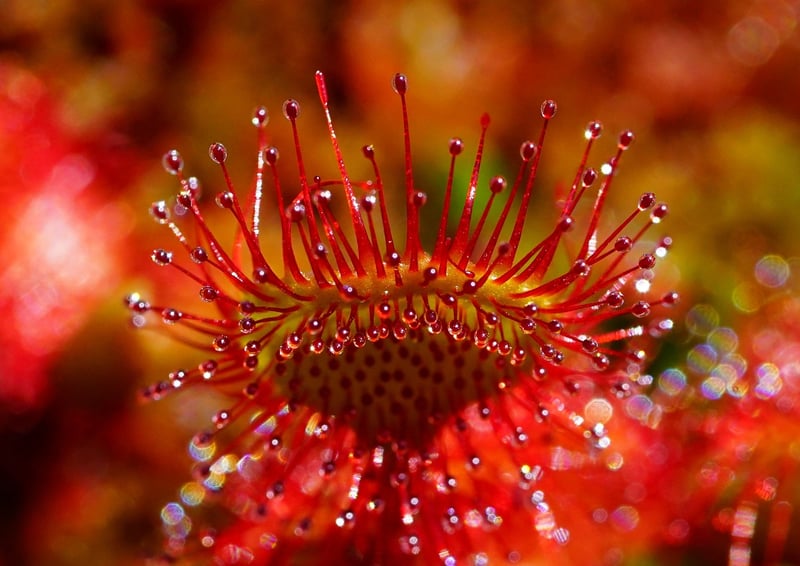 Herb Spiral