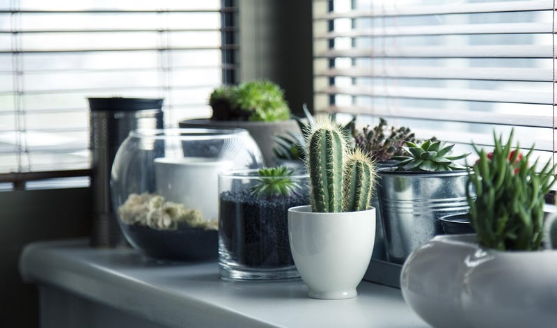 Indoor plant